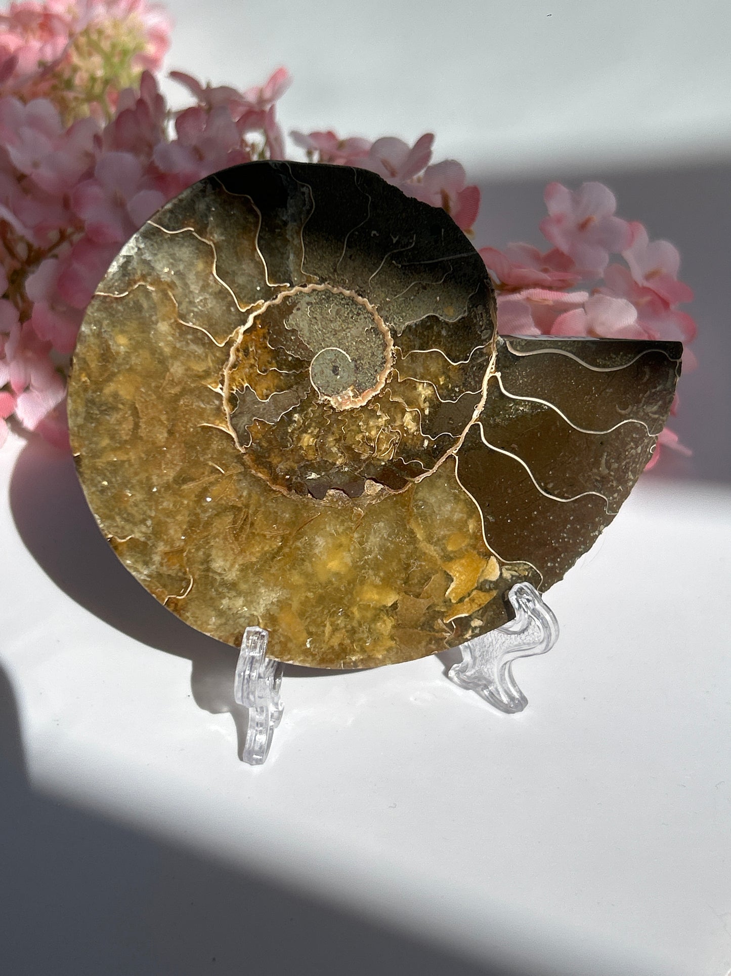 Ammonit Fossil XL - E