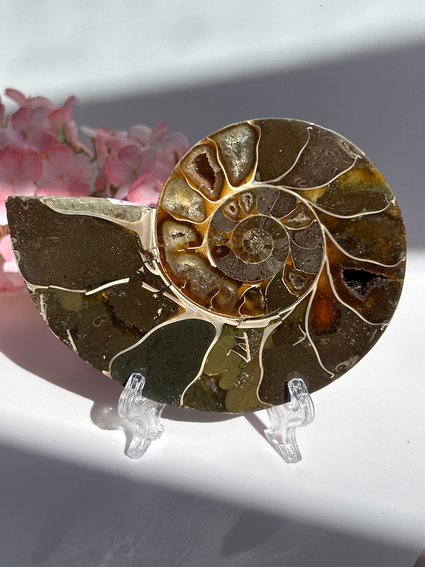 Ammonit Fossil XL - I