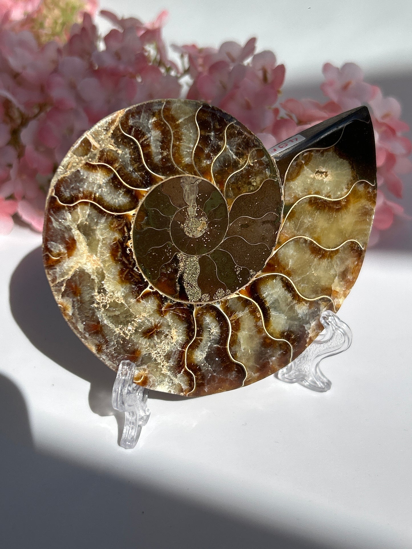 Ammonit Fossil XL - C