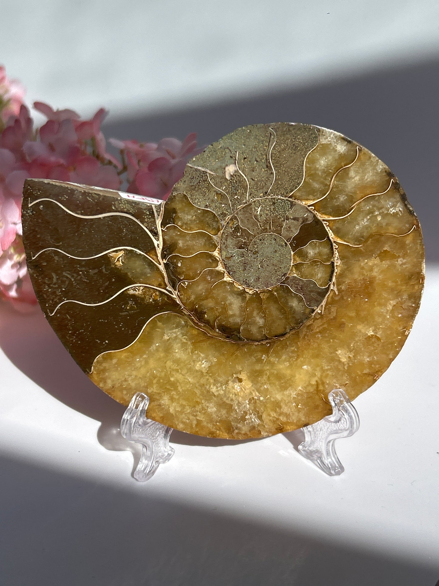 Ammonit Fossil XL - H